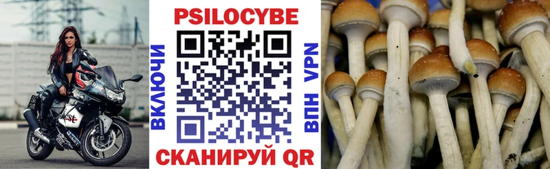 Псилоцибиновые грибы Cubensis  shop какой сайт  Гай 